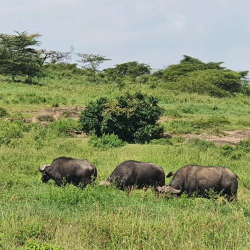 Shukrey palace 2 in Nakuru
