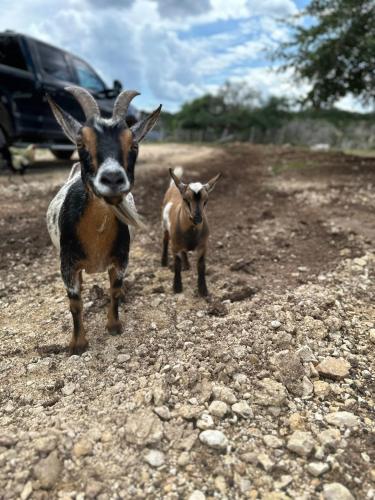 Lucky Star Ranch - Starlight in Tarpley, USA