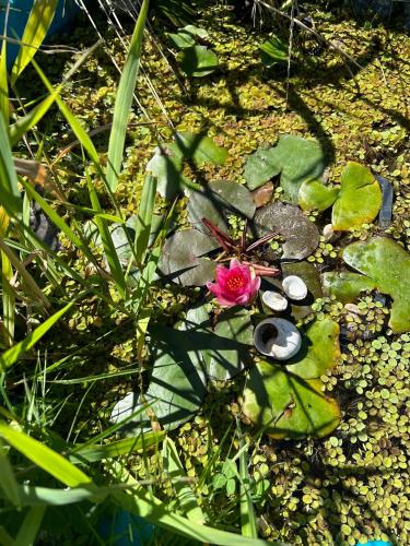 花園, Ferienwohnung Lindenberg in 弗羅伊登貝格