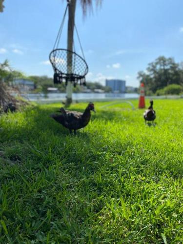 Rv River Vibe in Tampa, USA