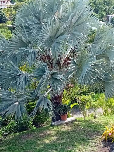 Vistas, Le Latanier bleuté (Le Latanier bleute) in Le Francois