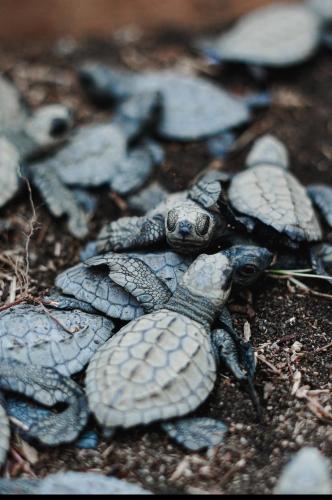 Casa Hostal Amar-illa