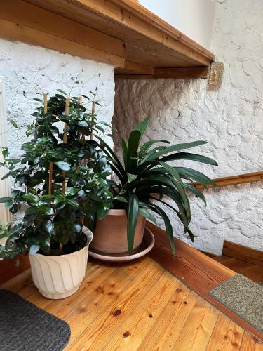 設施, Biohof Gölly (Biohof Golly) in 蘇特沙赫