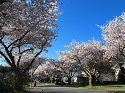 樱花民宿 in White Rock, Canada