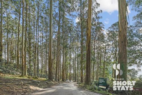 Beech - 2 Perrins Creek Rd Olinda, Olinda (photo 10)