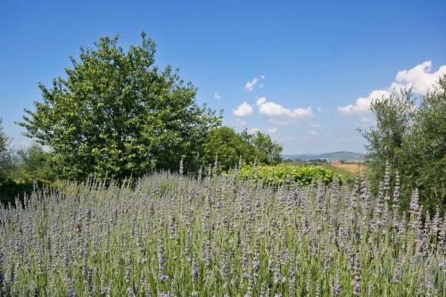 Podere Il Pino