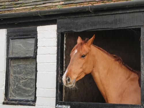 Calvin's Cottage Calvin's Cottage