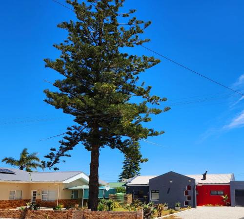 Die Boom, Lambertʼs Bay (fotografie 5)