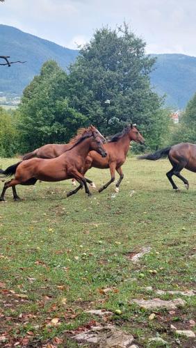 Bobnarica in Grahovo