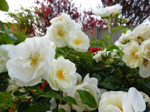 Hotel Majestic - image 11