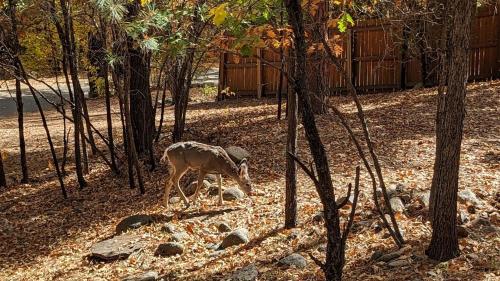Ruidoso River Trail Cabin Ruidoso River Trail Cabin