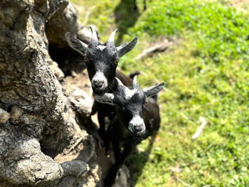 Ostsee-Ferienhof FeWo Glockenblume 2.0km von Damlos entfernt