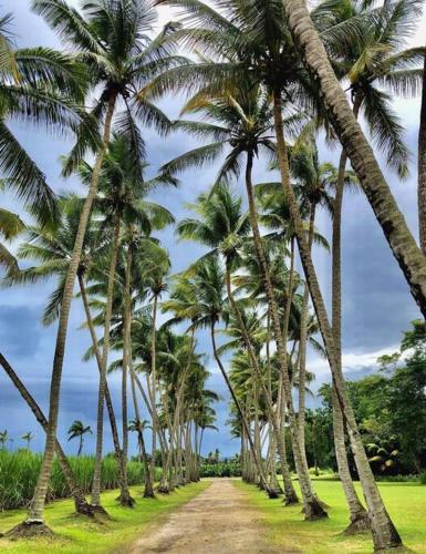 La Pause Fraicheur du Nord - 1 à 6 Personnes - Martinique (La Pause Fraicheur du Nord - 1 a 6 Personnes - Martinique) in Basse-Pointe