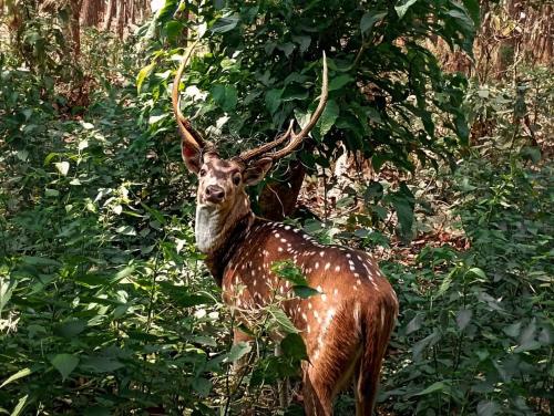 Kings jungle safari & Culture home stay in 梅格好利