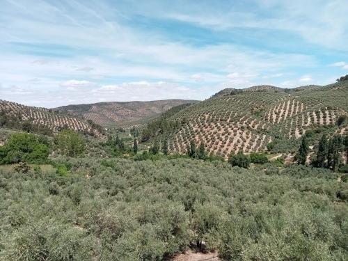 . El Almendro de la Tia Teresa