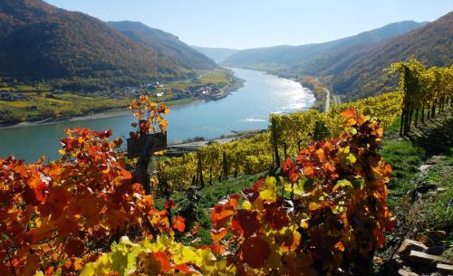 Weingut Donabaum In der Spitz - image 7