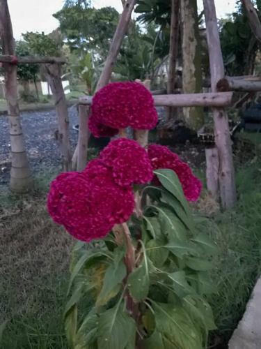 Cozy breezing countryside Pet Cozy breezing countryside Pet