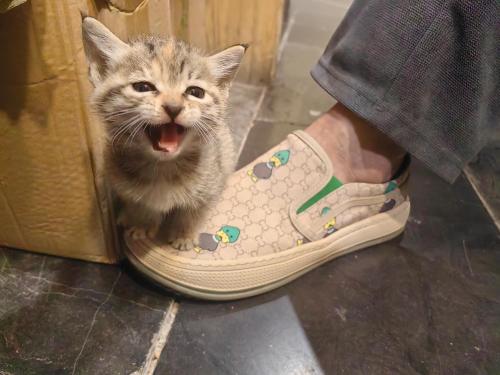 Only waiting for you-Tianmen mountαin-English reception-Scenic guide Only waiting for you-Tianmen mountαin-English reception-Scenic guide