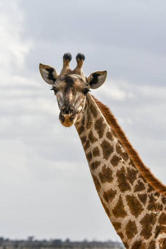 Bateleur Kruger Lodge