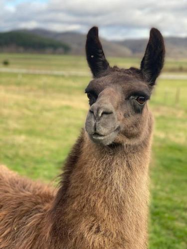 Hideaway on Hilton with Larry the Llama and Donkey