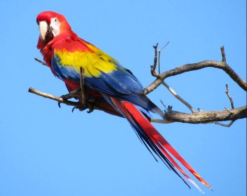 CASA TROPICAL-3 bdrm w private pool Close to beach CASA TROPICAL-3 bdrm w private pool Close to beach