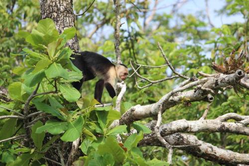 CASA TROPICAL-3 bdrm w private pool Close to beach CASA TROPICAL-3 bdrm w private pool Close to beach