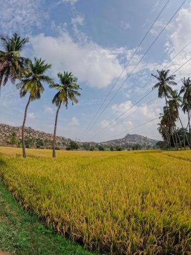 Blue Sky Cottages Hampi in Sanapur