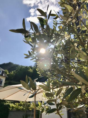Hotel Villa Vie Cochem - image 11