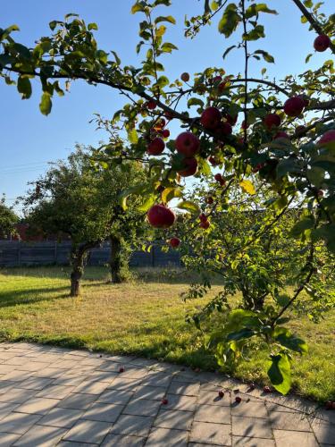 정원, Beautiful apartment in Malmo close to everything in 에릭스펠트