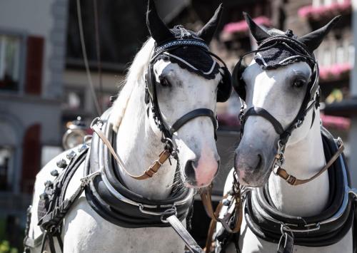 Grand Hotel Zermatterhof - image 10