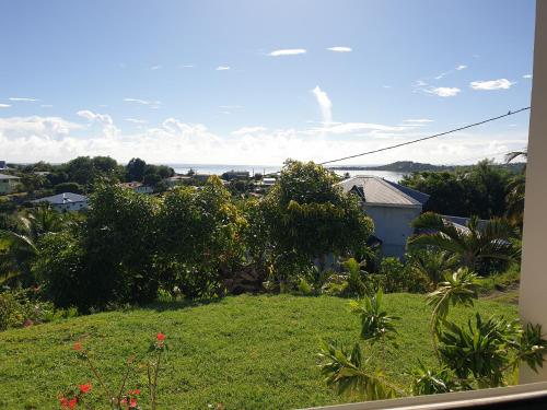 Vistas, Le Latanier bleuté (Le Latanier bleute) in Le Francois