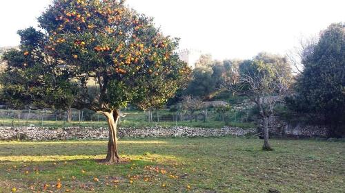 Finca Sa Duaia de Dalt - image 4