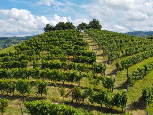  Il Girasole Apartments - Langhe in Treiso