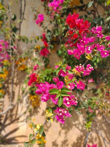 Finca Sa Duaia de Dalt Finca Sa Duaia de Dalt