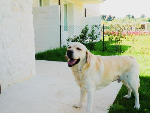 Borgopetra Resort Numana