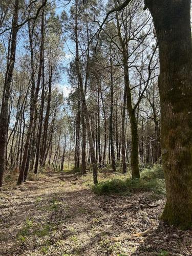 Location La Grange de Routgé - 4 étoiles (Location La Grange de Routge - 4 etoiles) in Roquefort
