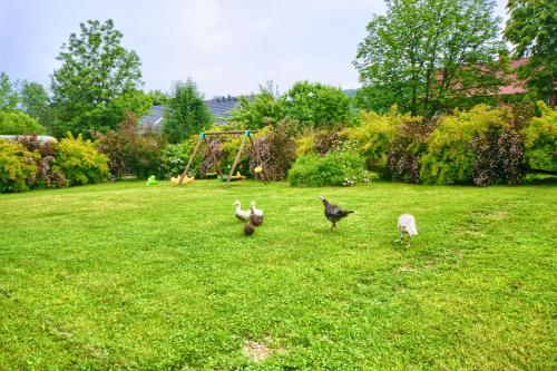 Dārzs, Domki U Szeryfa Dwernik in Smolnik