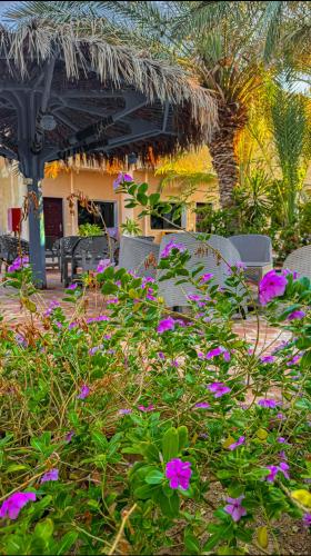 Miramar Camp Dahab – Dahab, IN