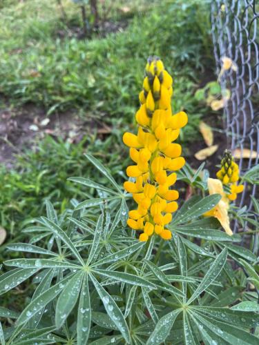 Greenfern Lodge and Chalets Greenfern Lodge and Chalets