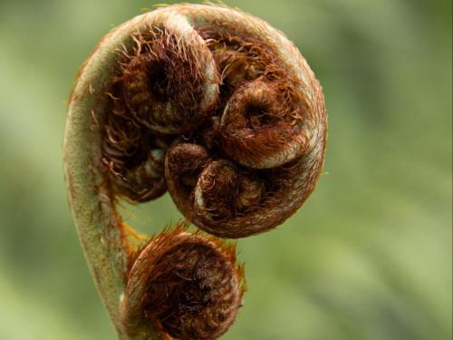 Greenfern Lodge and Chalets Greenfern Lodge and Chalets