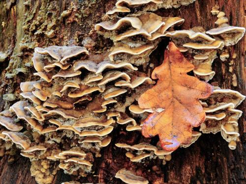 Greenfern Lodge and Chalets Greenfern Lodge and Chalets