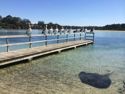 Broulee Pet Friendly Coastal Delight