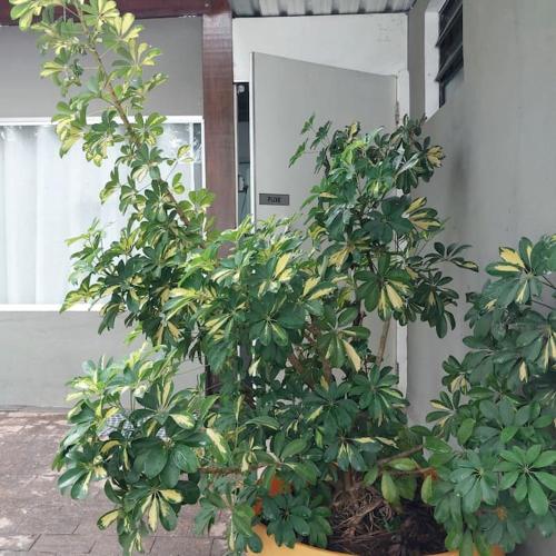 Autodromo Formula 1 à 1,4 km (Autodromo Formula 1 a 1,4 km) in โซคอร์โร