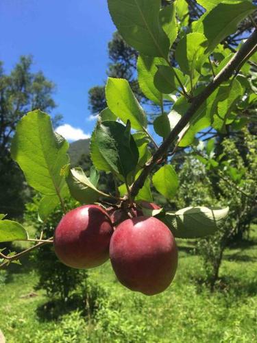 Chalé Antares á Beira do Rio Canoas