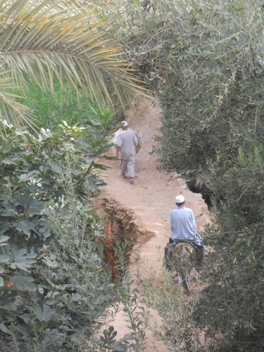 棕榈树宾馆 棕榈树宾馆