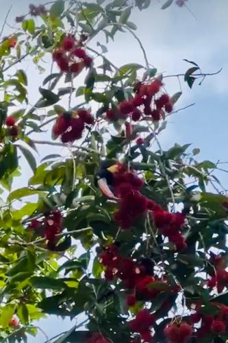 Cabañas Quebrada del Pueblo (Cabanas Quebrada del Pueblo) in Dolega