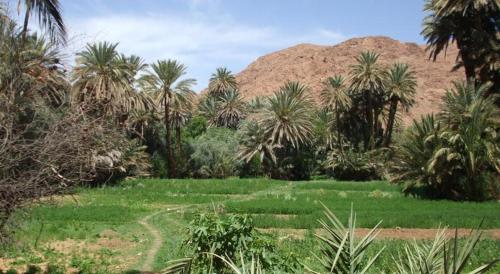 棕榈树宾馆 棕榈树宾馆