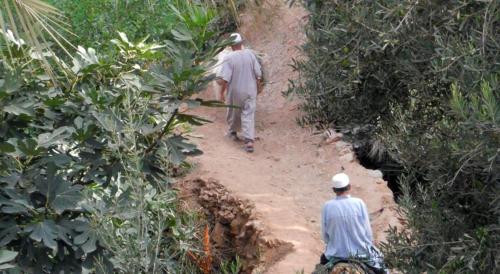 棕榈树宾馆 棕榈树宾馆