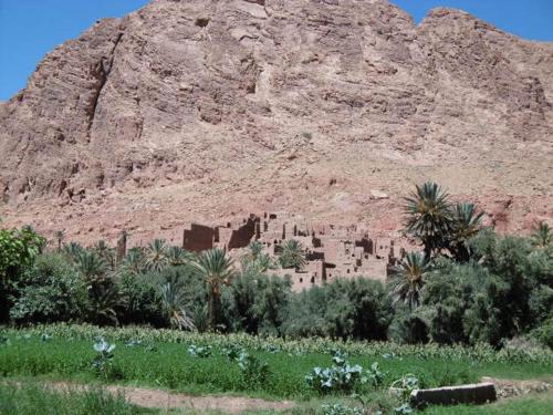 棕榈树宾馆 棕榈树宾馆