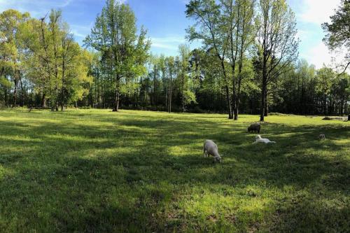 Peaceful Little Sheep Farm in Austin -Pet Friendly in Cabot, USA